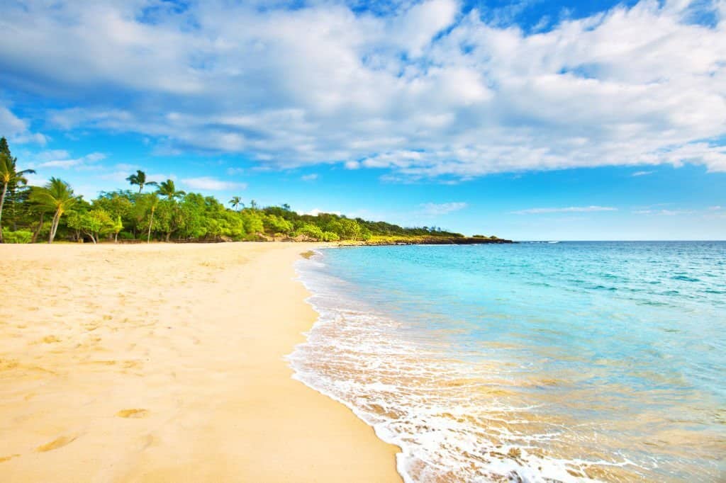 bordure de plage de Guadeloupe bordée de cocotiers