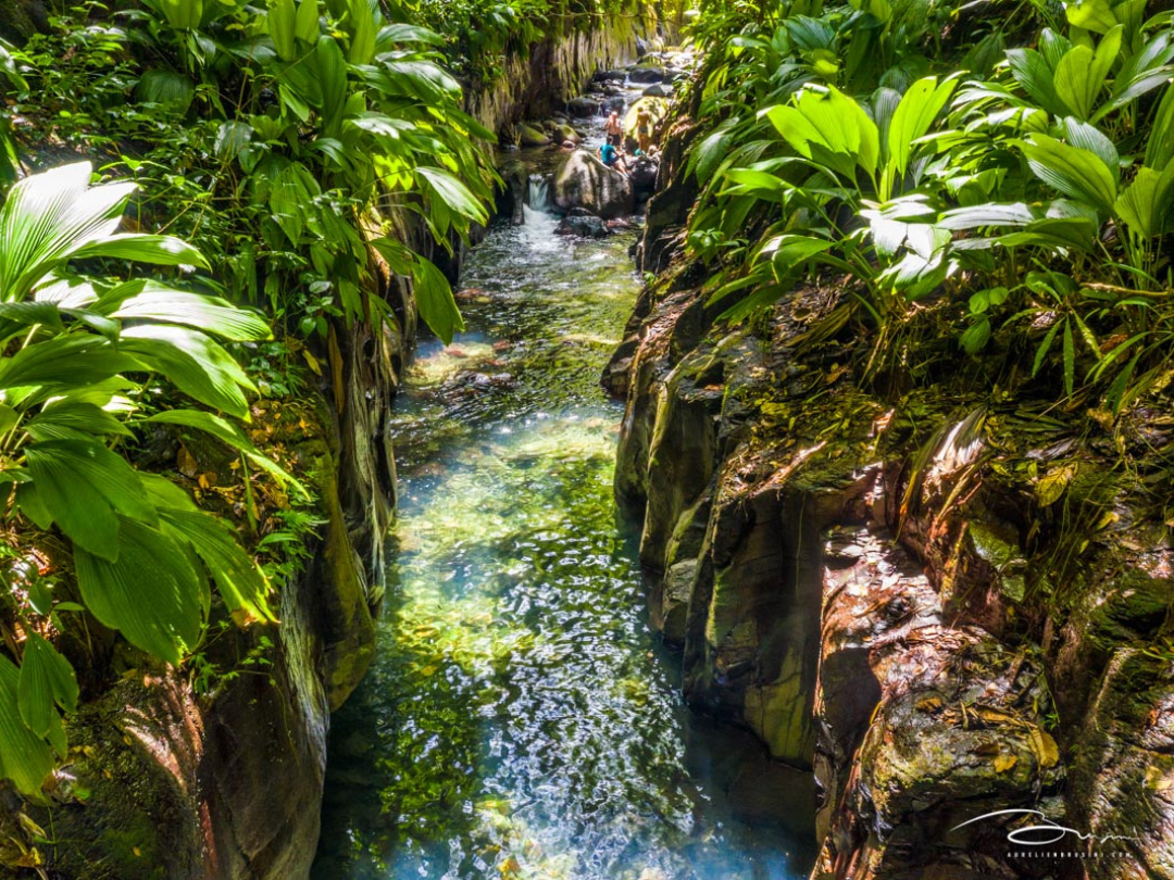 canyon moustique